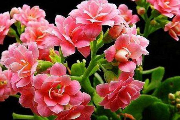 長(zhǎng)壽花為什么耷拉頭