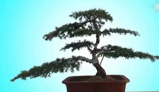 如何養(yǎng)紅豆杉，土壤要豐富營(yíng)養(yǎng)/肥水相結(jié)合