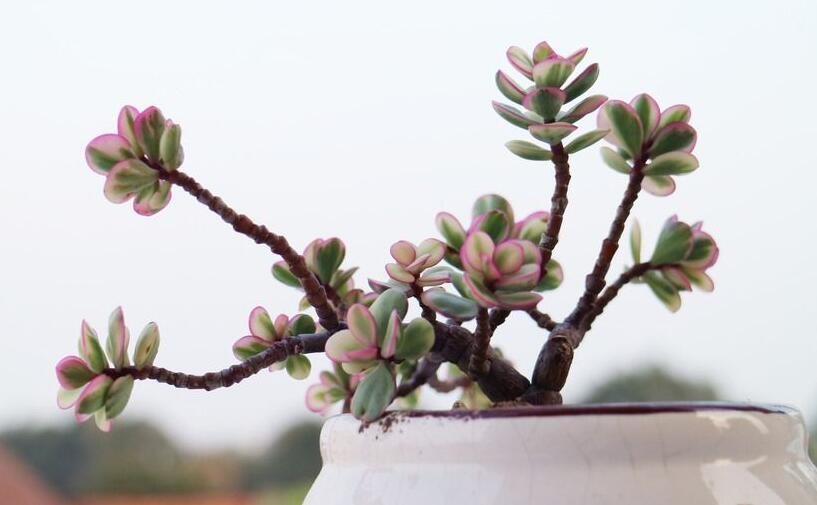 雅樂之舞的寓意，翩翩起舞的優(yōu)美姿態(tài)