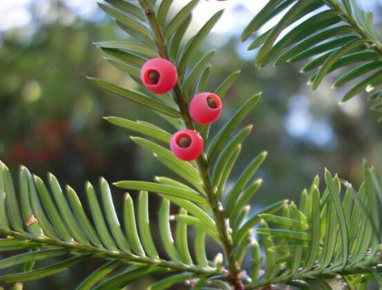 紅豆杉能在室內(nèi)養(yǎng)嗎，美化家居環(huán)境、凈化空氣