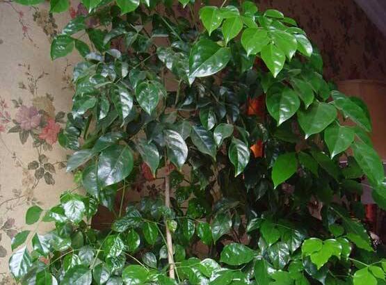 幸福樹擺放禁忌，盤點(diǎn)幸福樹五大擺放禁忌