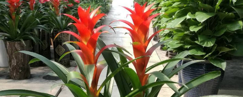 鴻運當(dāng)頭的側(cè)芽怎么切