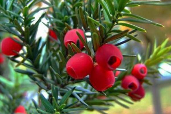 紅豆杉葉子發(fā)黃怎么辦，分析原因做出處理