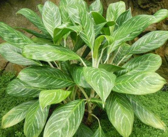 萬年青植物有幾種，盤點(diǎn)最令人欣賞的十大品種