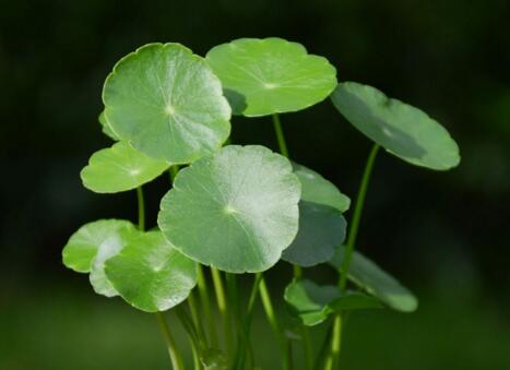 銅錢草適合室內(nèi)養(yǎng)嗎，雖然可以養(yǎng)但是要注意以下幾點