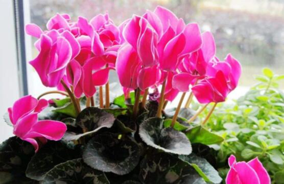 仙客來(lái)葉子嚴(yán)重發(fā)黃，老農(nóng)總結(jié)最直觀三種解決辦法