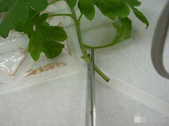 橡皮樹剪下來怎么生根，做好五個步驟便可發(fā)芽長葉