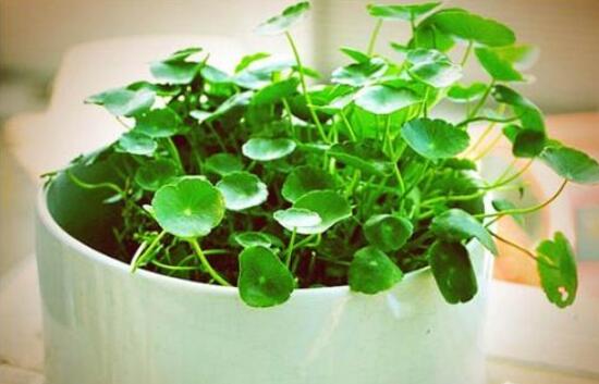 銅錢(qián)草的養(yǎng)殖方法和注意事項(xiàng)，老農(nóng)總結(jié)八大基本方法