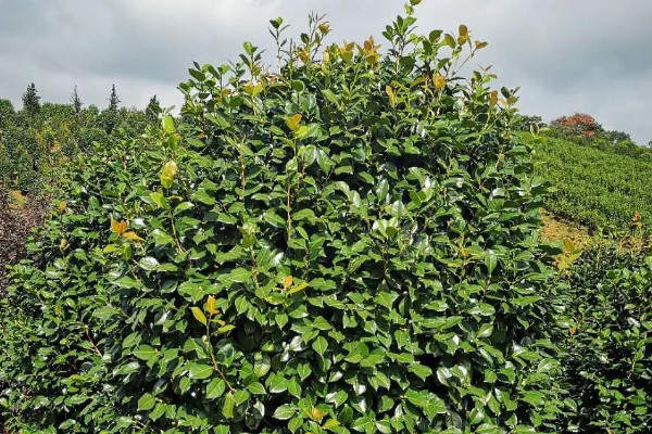 茶花夏天能放在太陽下曬嗎