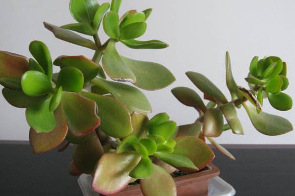 玉樹繁殖方法，葉插繁殖/枝插繁殖/分株繁殖