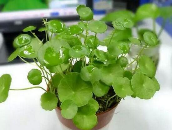 銅錢草和鏡面草的區(qū)別，外觀/生長環(huán)境/價(jià)值三種區(qū)別方法