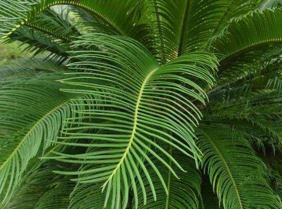 鐵樹能放臥室嗎，盡量不要放（與你爭(zhēng)奪氧氣、呼吸受阻）