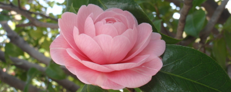 茶花春天不發(fā)芽怎么辦