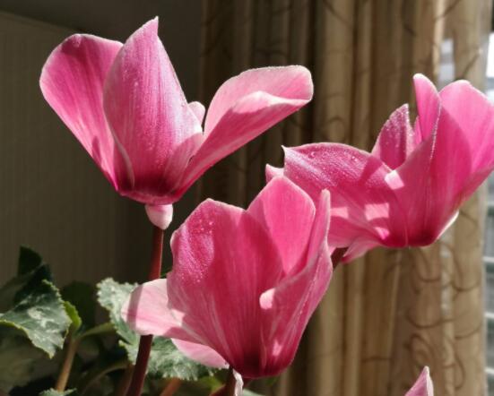 仙客來(lái)不長(zhǎng)新葉怎么辦，多半是盆土澆水光照導(dǎo)致