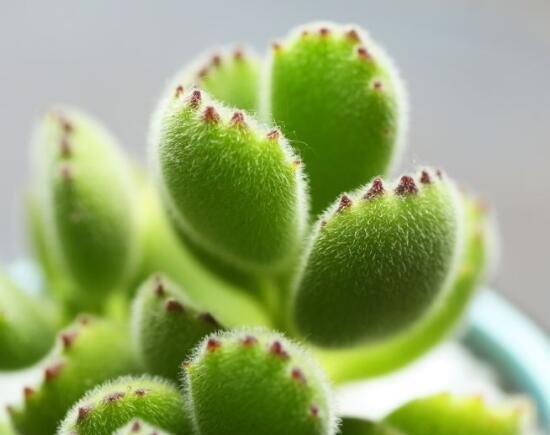 熊童子掉葉子怎么回事，三種原因以及解決方法