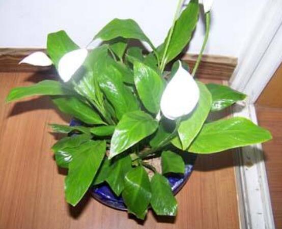 一帆風(fēng)順花蔫了怎么辦，教你四種解決辦法(花大色艷)