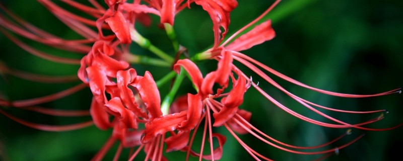 彼岸花葉子倒伏怎么辦