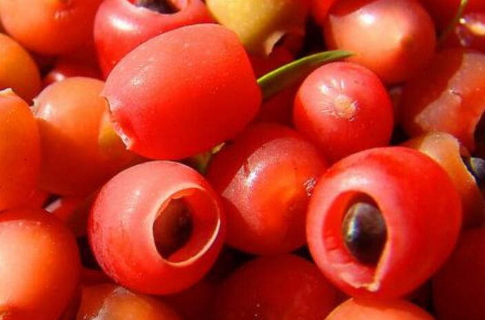 紅豆杉的果實可以吃嗎，不可以直接吃只能這樣吃