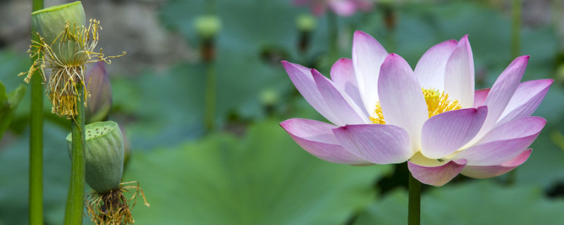 水培荷花的養(yǎng)殖方法和注意事項