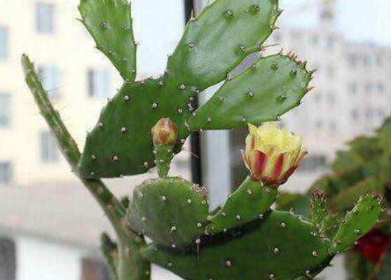 仙人掌變黃的原因是什么，四種原因以及解決方法
