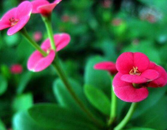 虎刺梅花期多少天，一年四季均可開花(養(yǎng)殖得當(dāng))