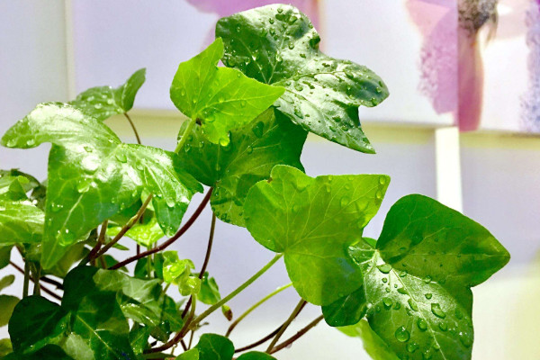 常青藤換盆注意事項(xiàng)