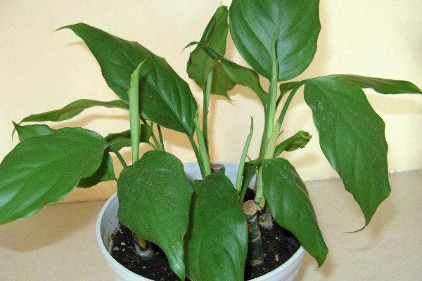 萬年青的養(yǎng)殖方法和注意事項(xiàng)