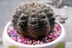 仙人球的養(yǎng)殖方法，養(yǎng)好仙人球做好以下5點(diǎn)最關(guān)鍵