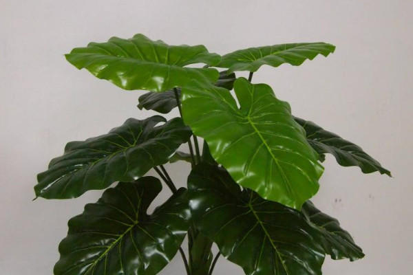 如何讓滴水觀音長側(cè)芽