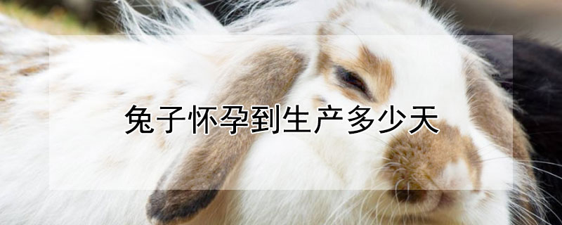 兔子懷孕到生產(chǎn)多少天