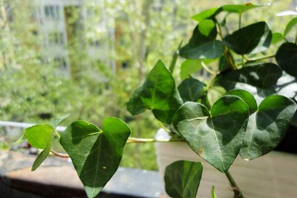 常春藤水澆多了怎么辦，脫盆晾土，重新栽種
