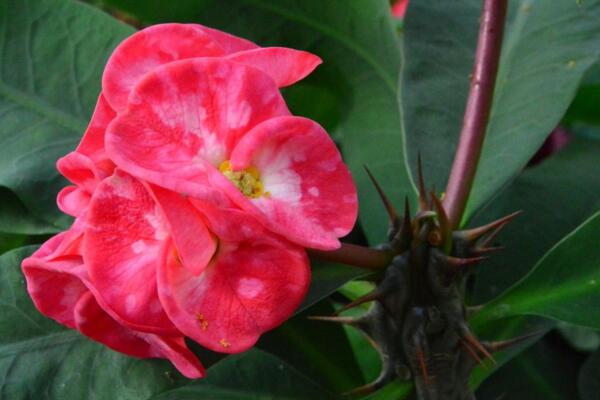 大花虎刺梅的養(yǎng)殖方法，5步教你養(yǎng)好大花虎刺梅