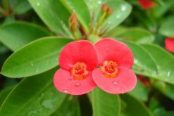 虎刺梅爛根怎么辦，四種原因以及解決方法