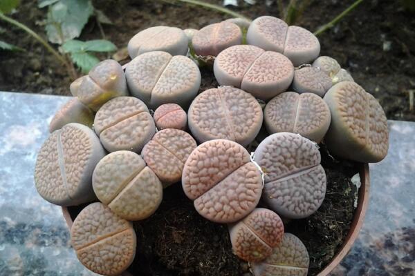 生石花剛種下幾天澆水，最好的方法是濕土種植