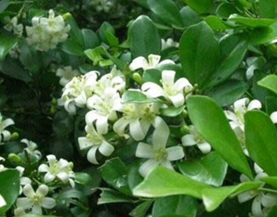 九里香花語是什么，九里香花的寓意象征愛情