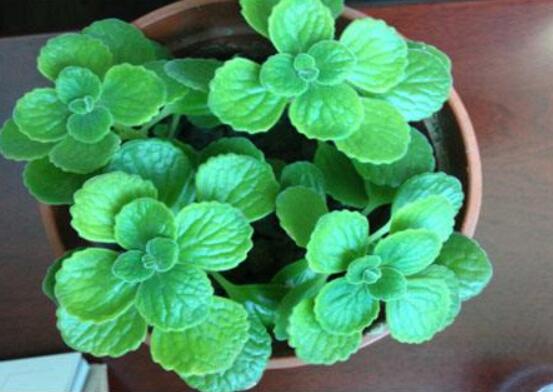 碰碰香如何澆水，做到見干見濕原則