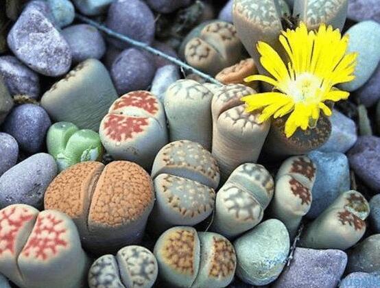 生石花夏天發(fā)皺，保持散射光環(huán)境/盆土疏松透氣