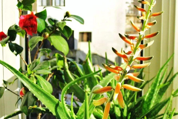 蘆薈開花什么預(yù)兆，代表吉祥順意的好兆頭