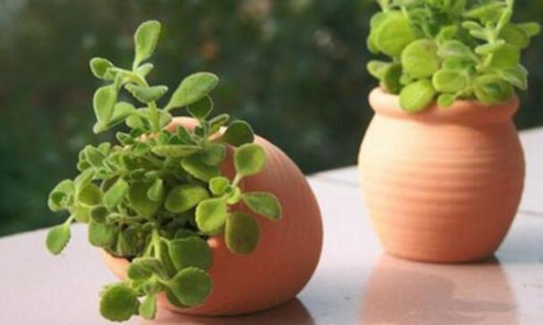 碰碰香長蚧殼蟲怎么辦，積極的進(jìn)行病蟲害防治