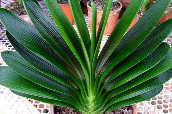 君子蘭夾箭一直不出來(lái)怎么辦