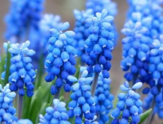 風信子象征著什么意思，重生的愛/不同花色不同象征意義