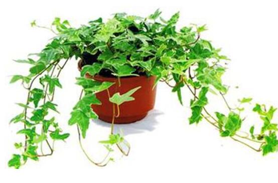 常春藤怎么養(yǎng)長(zhǎng)得壯，只需要做好五個(gè)要點(diǎn)即可