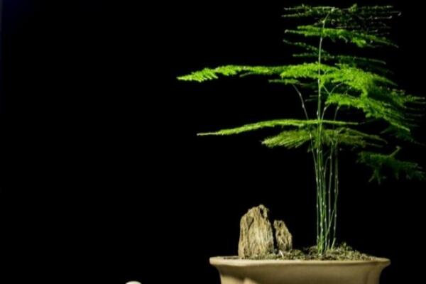 剪下來的文竹能插活嗎，文竹扦插繁殖的秘訣