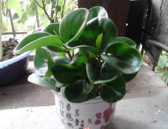 碧玉花怎么修剪，五個(gè)基本步驟修剪更加美觀