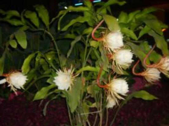 曇花開代表什么預(yù)兆，預(yù)兆著好事成雙、喜事臨門