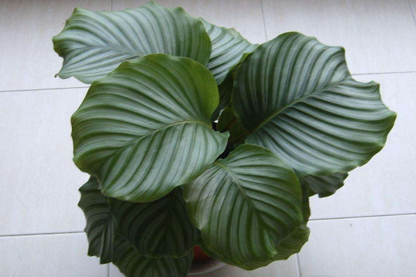 蘋(píng)果竹芋怎么長(zhǎng)高