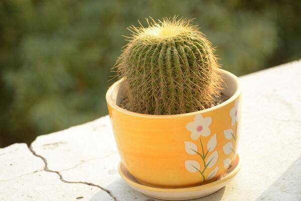 仙人球吸收甲醛嗎，其實(shí)仙人球吸收甲醛能力一般