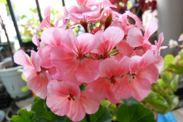 天竺葵泡水生根方法，3步即可天竺葵的水培