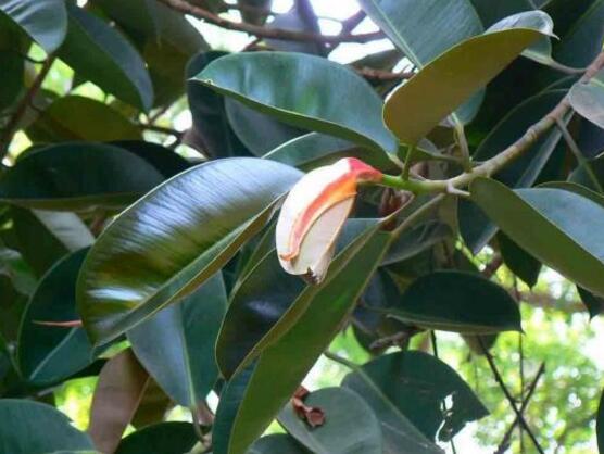 橡皮樹怎么繁殖，橡皮樹繁殖方法