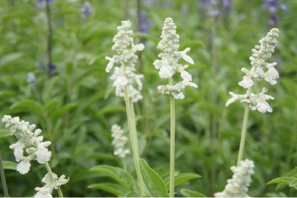 紫色薰衣草花語是什么，等待愛情的奇跡